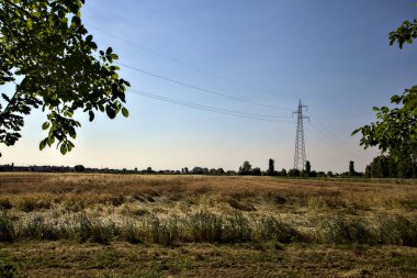 Yazın günbatımında elektrik direkleriyle buğday tarlası