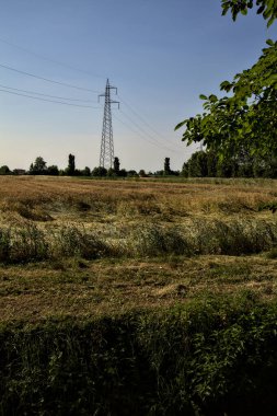 Yazın günbatımında elektrik direkleriyle buğday tarlası