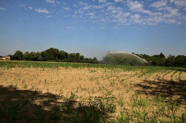 Yazın kırsal alanda, uzakta bir tarımsal fıskiye var.