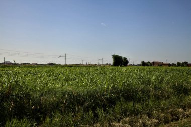 Yazın kırsalda ekilmemiş bir arazide demiryolu hattı.