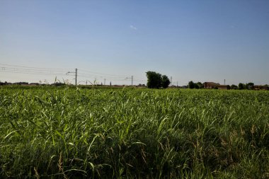 Yazın kırsalda ekilmemiş bir arazide demiryolu hattı.