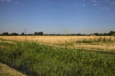 Yazın kırsalda bir su akıntısı olan buğday tarlası
