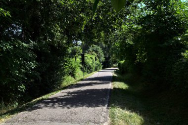 Yazın kırsal kesimde demiryolu kavşağının yanındaki korulukta.