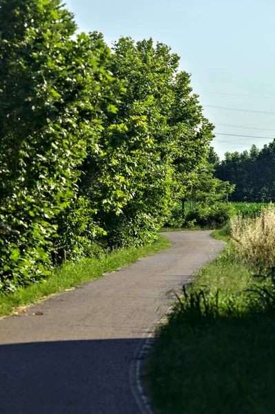 Chemin Gravier Dans Bosquet Campagne Coucher Soleil Été — Photo