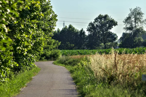 Yazın günbatımında kırsalda bir korulukta çakıl patikası