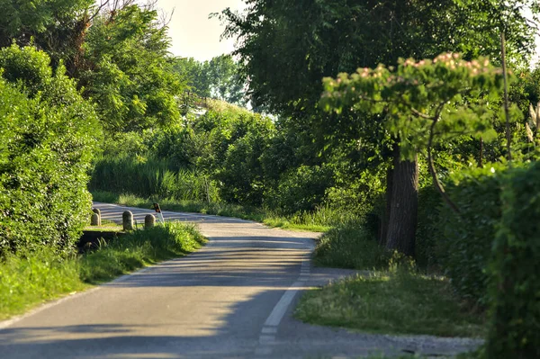 夏天落日时分 一群乡间别墅中央的乡间小路 — 图库照片