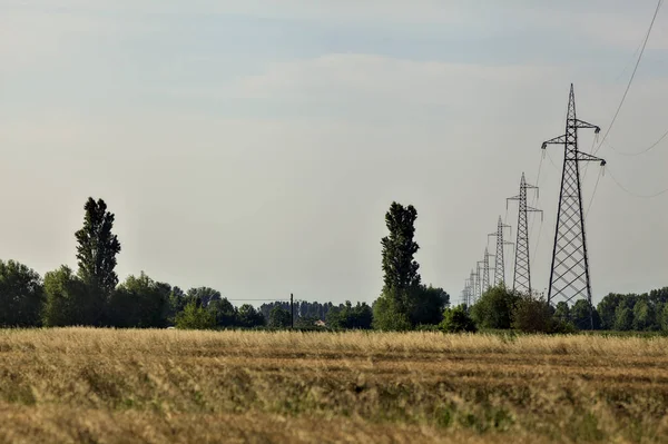 Yazın günbatımında elektrik direkleriyle buğday tarlası