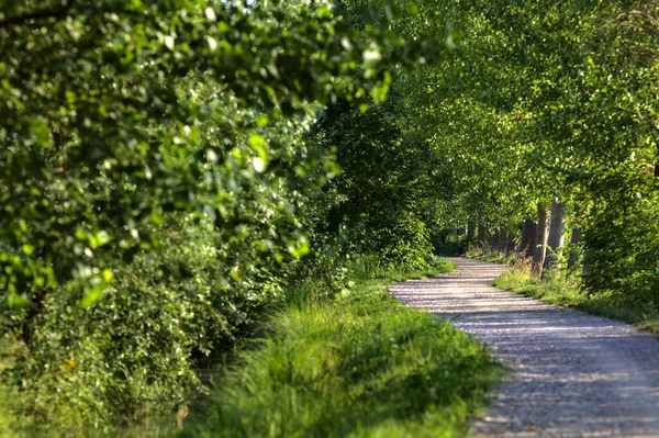 Sentiero Ghiaia Boschetto Delimitato Alberi Accanto Campo Nella Campagna Italiana — Foto Stock