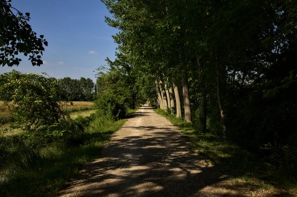 Caminho Cascalho Bosque Rodeado Por Árvores Lado Campo Paisagem Italiana — Fotografia de Stock