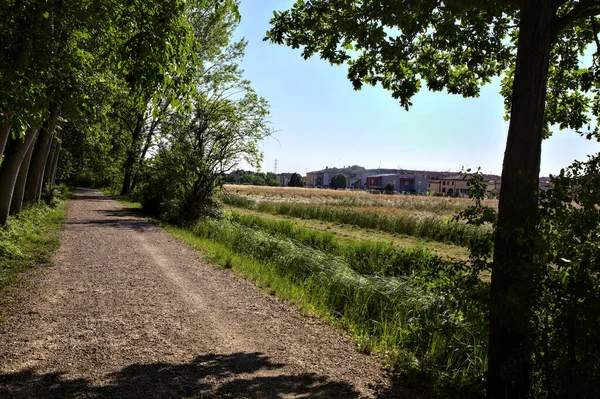 Gravel Path Grove Bordered Trees Next Field Italian Countryside Summer — Stock Photo, Image