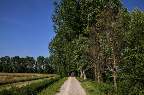 Gravel path in a grove bordered by trees next to a field in the italian countryside in summer at sunset