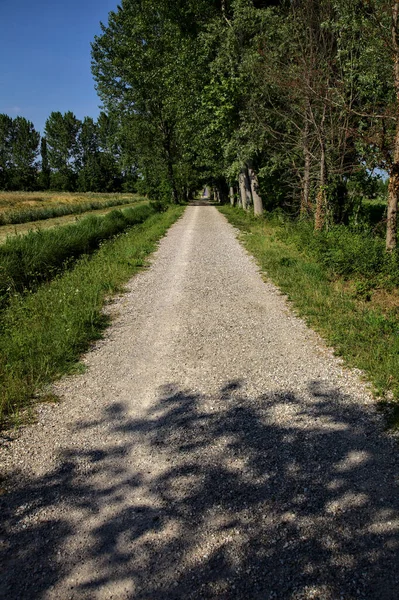 Caminho Cascalho Bosque Rodeado Por Árvores Lado Campo Paisagem Italiana — Fotografia de Stock