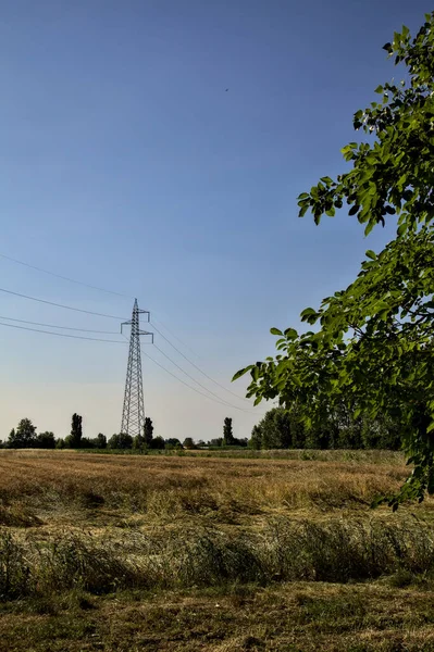 Vetefält Med Elstolpar Sommaren Vid Solnedgången — Stockfoto