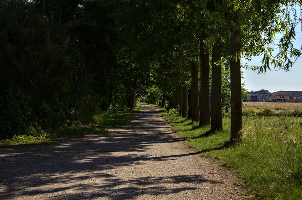 여름에 이탈리아 시골의 나무들 경계를 이루고 — 스톡 사진