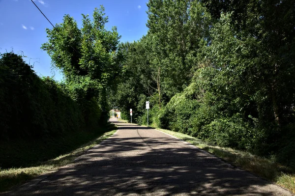 Yazın kırsal kesimde demiryolu kavşağının yanındaki korulukta.