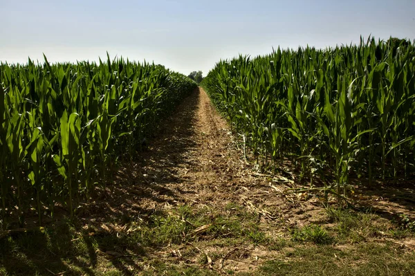 Corridor between corn fields in summer