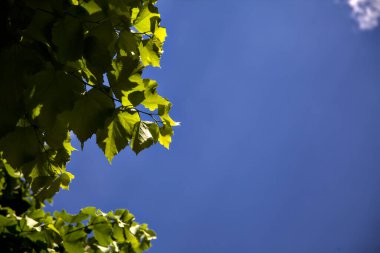 Yazın açık bir gökyüzünde ağaç tepeleri ve bulutlar