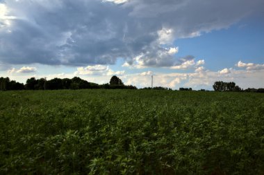 İtalya kırsalında bir yaz gününde ekilmemiş tarla