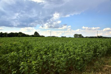 İtalya kırsalında bir yaz gününde ekilmemiş tarla