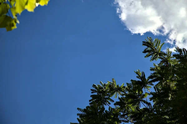 Trädtoppar Och Moln Klar Himmel Sommaren — Stockfoto