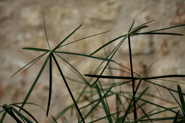 Papyrus Plant Met Een Stenen Muur Als Achtergrond — Stockfoto