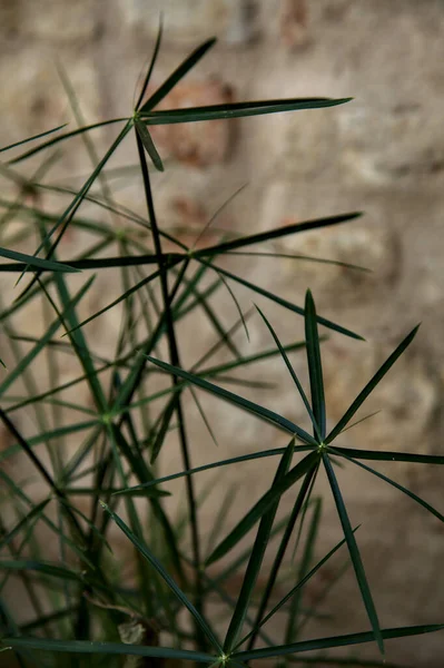Papyrus Plant Met Een Stenen Muur Als Achtergrond — Stockfoto