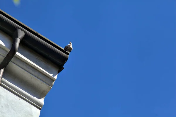 하늘을 배경으로 지붕에 매달려 물총새 — 스톡 사진