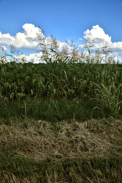 Campo Não Cultivado Dia Verão Campo Italiano — Fotografia de Stock