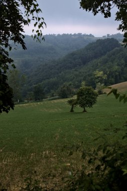 Hill slope with a tree on it with mist after a rainfall