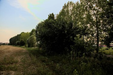 Yazın günbatımında ağaçlarla çevrili buğday tarlaları.