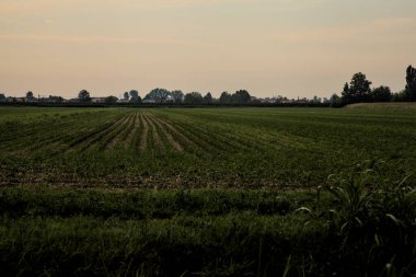 Gün batımında ağaçlarla kaplı bir tarla.