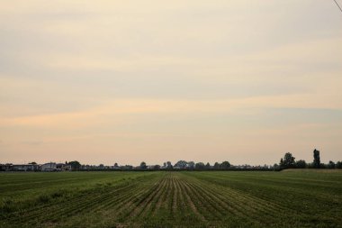 Gün batımında ağaçlarla kaplı bir tarla.