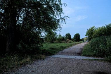Gün batımında bir korunun yanında su birikintileri olan çakıl yolu.