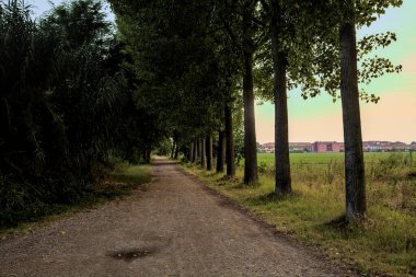 Gün batımında kavak ağaçlarıyla çevrili bir tarlanın yanındaki çakıl yolu.