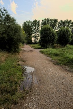 Gün batımında bir korunun yanında su birikintileri olan çakıl yolu.