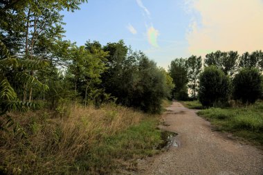 Gün batımında bir korunun yanında su birikintileri olan çakıl yolu.