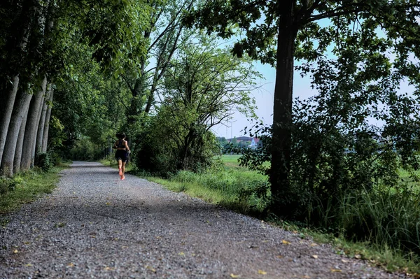 Gün batımında kavak ağaçlarıyla çevrili bir tarlanın yanındaki çakıl yolu.