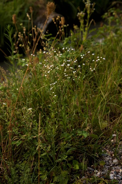 夕阳西下 在小径边沿上闭合的雏菊 — 图库照片