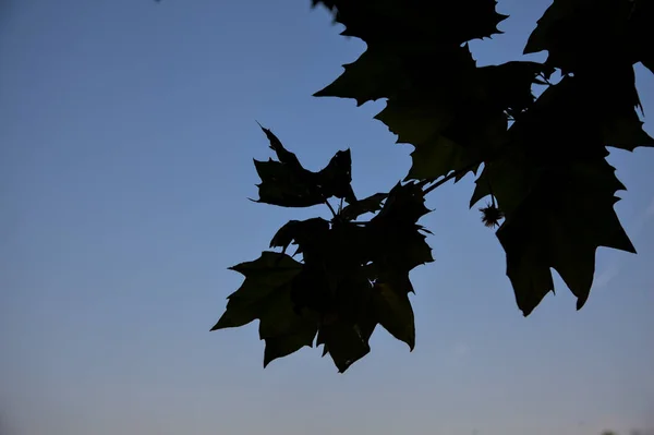空を背景に枝にモミジのシルエット — ストック写真