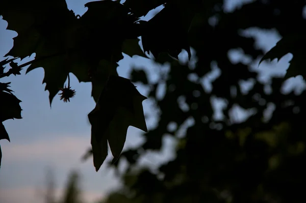 Silhueta Folhas Bordo Ramo Com Céu Como Pano Fundo — Fotografia de Stock