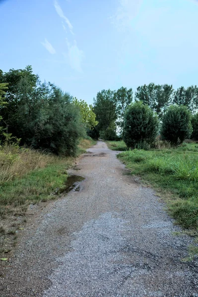 Gün batımında bir korunun yanında su birikintileri olan çakıl yolu.