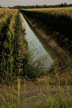 Yazın günbatımında mısır tarlalarının ortasında sulama kanalı