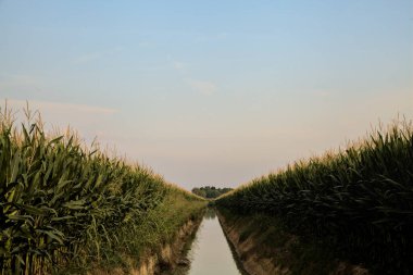 Yazın günbatımında mısır tarlalarının ortasında sulama kanalı