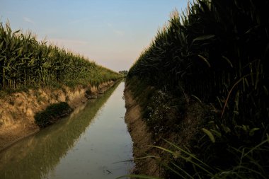 Yazın günbatımında mısır tarlalarının ortasında sulama kanalı