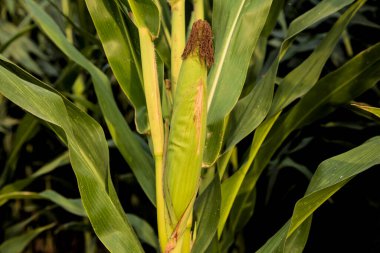 Gün batımında bir bitkinin üzerinde mısır koçanı. Yakından görülüyor.