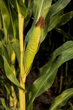 Gün batımında bir bitkinin üzerinde mısır koçanı. Yakından görülüyor.