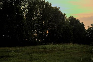 Gün batımında bir tarlada kavak ağacı.