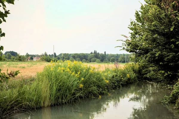 Ruisseau Eau Avec Des Fleurs Jaunes Côté Champ Campagne Coucher — Photo