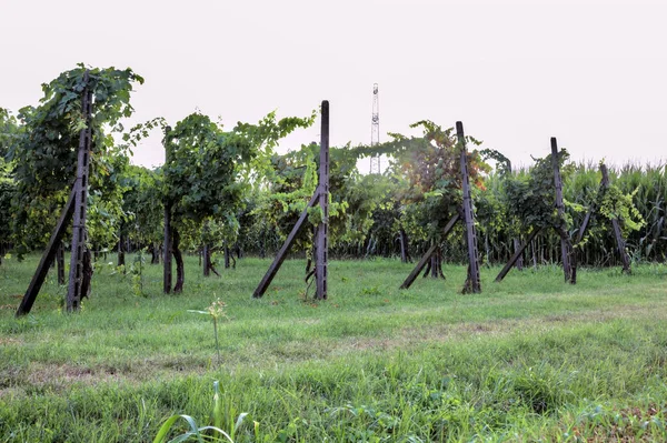 Vineyard Bredvid Ett Fält Vid Solnedgången Sommaren — Stockfoto