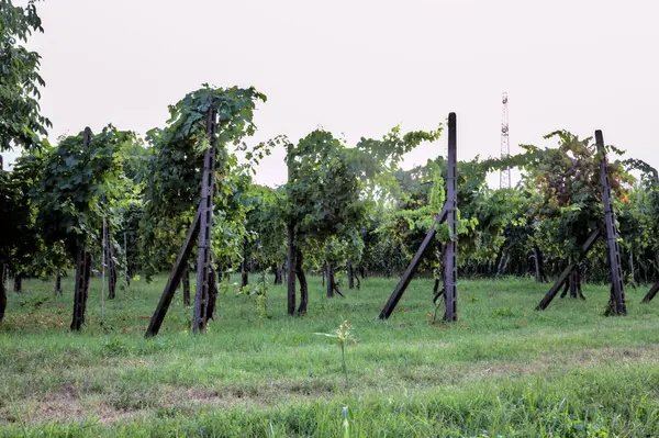 Vinhedo Lado Campo Pôr Sol Verão — Fotografia de Stock